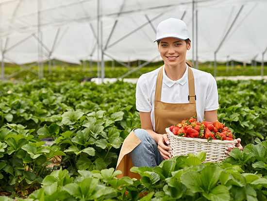 Réalisation et mise en œuvre de projets agricoles